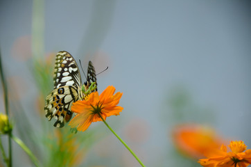 the butterfly alighted on a flower, beautiful