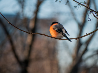 Bullfinch male sitting on a branch. Bird in the city. Lives near people. Red feathers.
