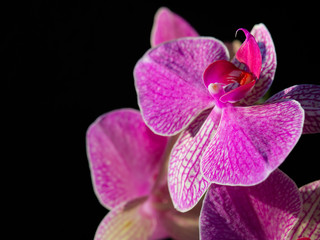 Orchid flowers on a black background. Purple pink flower.