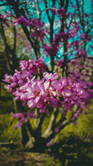 Fototapeta premium flower