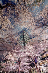 ミッドタウン 桜の森