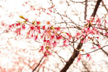 Cherry blossom in the spring