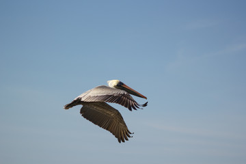 Obraz premium Pelicano