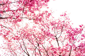 Cherry blossom in the spring