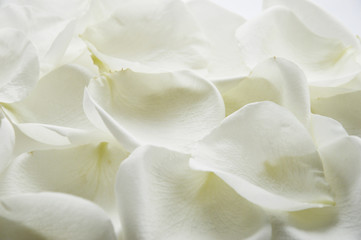 Fototapeta na wymiar White rose petals. A gentle background for the design.