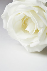 A white rose on a light background is a Delicate flower.
