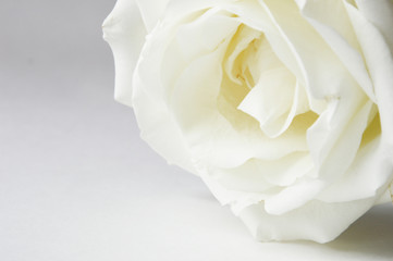 A white rose on a light background is a Delicate flower.
