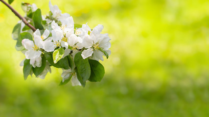Blossom apple tree. A bunch of white spring flowers with leaves on a branch of a blooming garden. Orchard in spring, warm yellow green color background backdrop. Natural branch of apple tree in bloom