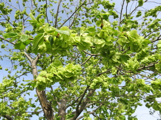 Leaves and green fruit of a smooth elm against a spring blue sky.