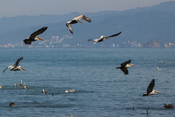 Pelicanos