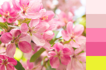 Gentle pink crab flowers of an apple tree. Orchard blossom spring tree apple tree. Swatch of spring shades of pink peach white lemon yellow lime