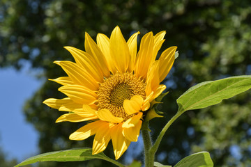 Fototapeta premium Sunflower in bloom