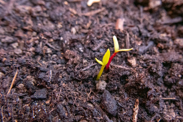 Pousses de betteraves