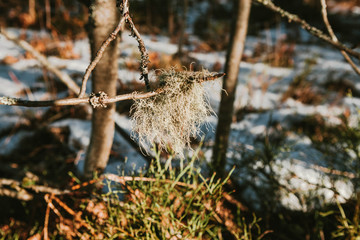 Tillandsia is unispecific, or Spanish moss is a plant of the bromeliad family. Aerophytic plant, devoid of roots and clinging to the bark of its thin trees