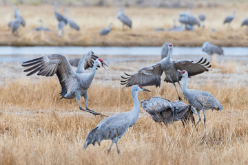 Migrating Greater Sandhill Cranes in Monte Vista, Colorado