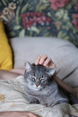 A smart and beautiful portrait of a cat with green eyes, which a man strokes while lying on a sofa bed. The cat is delighted and enjoys stroking