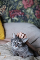 A smart and beautiful portrait of a cat with green eyes, which a man strokes while lying on a sofa bed. The cat is delighted and enjoys stroking
