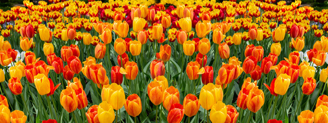 Red yellow blossom tulips spring flowerbed with fresh mini natural tulip flowers. Panoramic backdrop background for design, beautiful floral natural banner