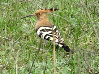 Bird "hoopoe" in the green grass.