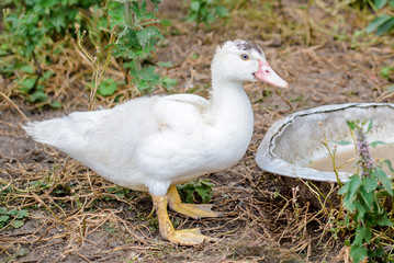 Naklejka na ściany i meble White duck in the village in the yard