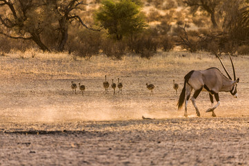 Oryx Antelopes in Kalahari