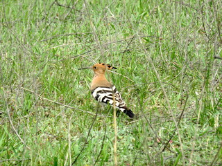 Bird "hoopoe" in the green grass.