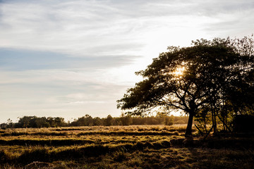 peaceful moment at sunset on field for relax