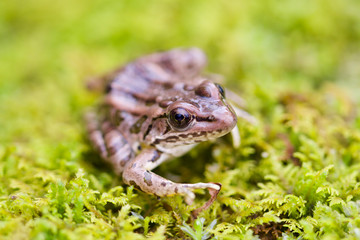 Pickerel Frog on Moss