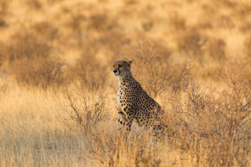 Cheetahs in Kgalagadi Transfrontier Park