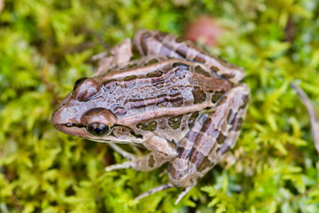 Frog on Moss