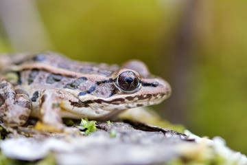 Pickerel Frog on Bark