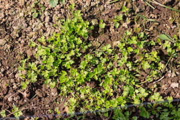 Young parsley grown in soil in a home greenhouse. Home Organic Vegetable Production Concept. Fresh salad ingredients. Agriculture