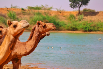 Pushkar Mela is one of the world's largest camel fairs and important tourist attraction.,camels group running  the lake of water,Camels and water in the desert