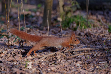 Ecureuil roux