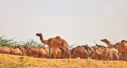 camels group in desert,indian camels,Camels  in the desert,Camels running in the desert