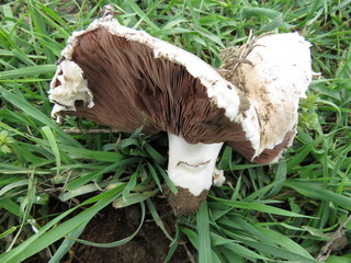 Field champignon in nature.