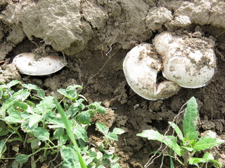 Field champignon in nature.