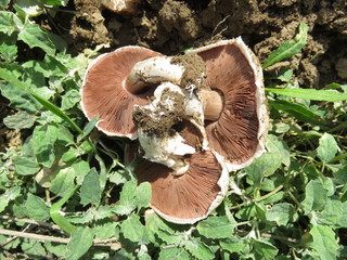 Field champignon in nature.