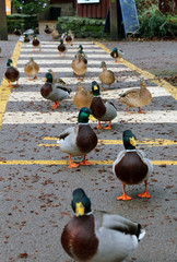 Fototapeta premium Mallard ducks crossing the road near Derwent Dam Derbyshire