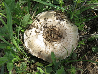 Field champignon in nature.