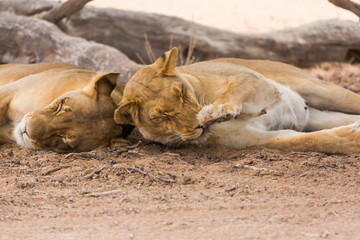 Lions in Kgalagadi Transfrontier Park