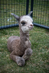 A one day old baby alpaca resting her new legs with a smile on her face. It took her awhile to figure out how to lay down with her new long legs