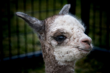 Obraz premium A closeup of a one day old baby alpaca smiling at the world 