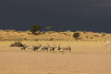 Fototapeta na wymiar Oryx Antelopes in Kalahari