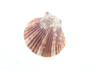 Sea or ocean corrugated scallop shell. The shell is brown or dark red. Bivalve ribbed clam. White isolated th background