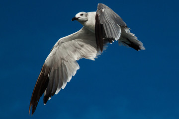 gaviota