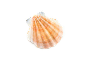 Sea or ocean corrugated scallop shell. Ribbed sink orange. Bivalve. white isolated background