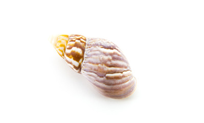 Sea or ocean spiral shell. A swirling long brown shell with white stripes and veins. Shell of the mollusk. White isolated background