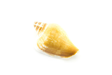Sea or ocean shell 