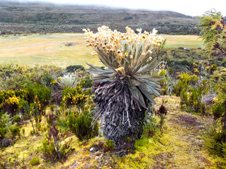 Fototapeta premium FRAILEJON